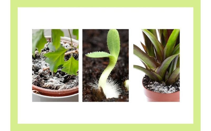 neighbor grandmother s cheap mold remedy