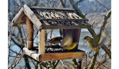 no bread offer nutritious alternatives