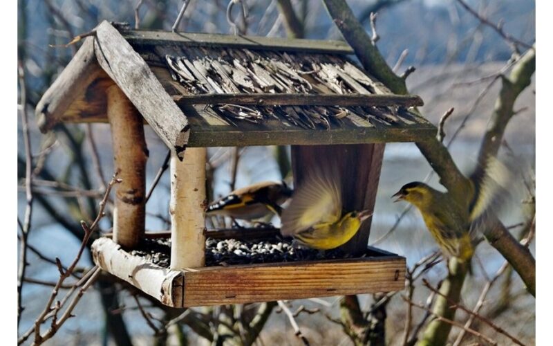 no bread offer nutritious alternatives