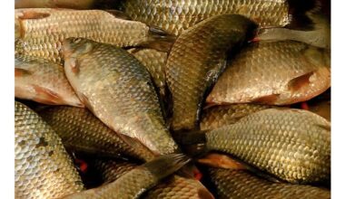 no effort self scaling fish