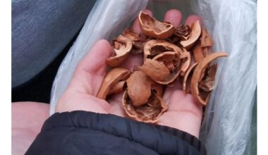 nut shells corn cobs fuel