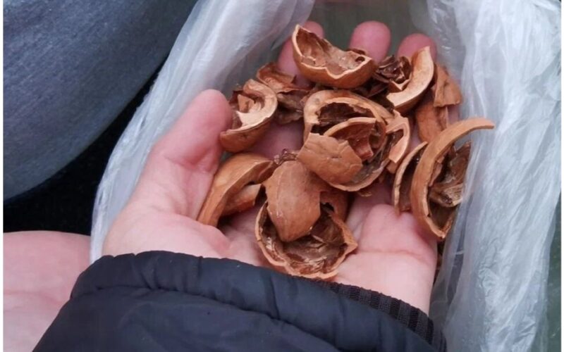 nut shells corn cobs fuel