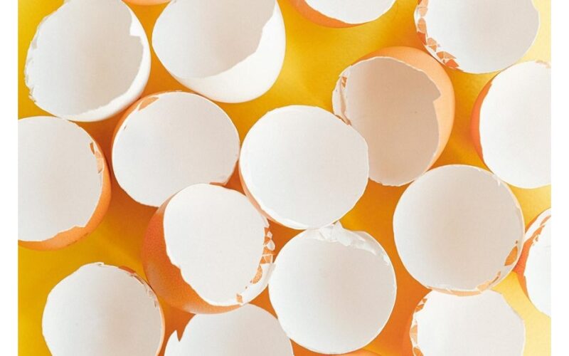 only four plants tolerate eggshells