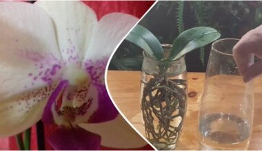 orchid blooming in vase