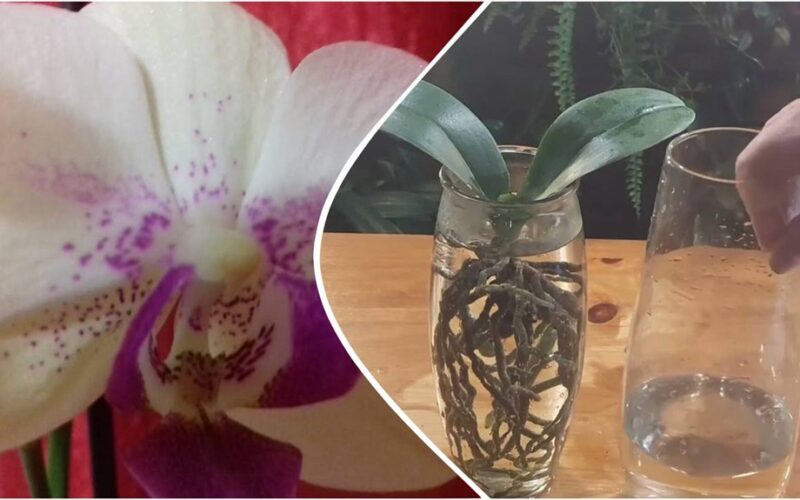 orchid blooming in vase