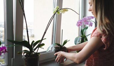 orchid finally rebloomed year round