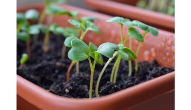 pea soup cloudy water