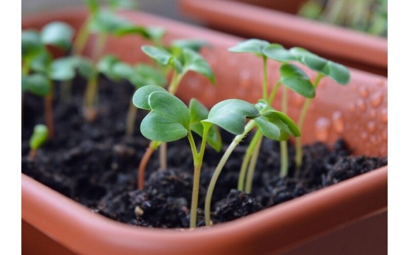 pea soup cloudy water