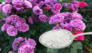 peonies 50g per bush