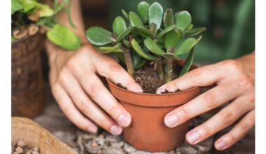 place money tree southeast