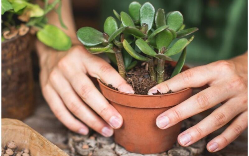 place money tree southeast