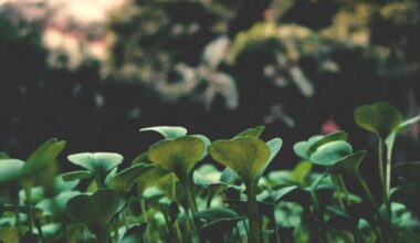 plant shallots late november