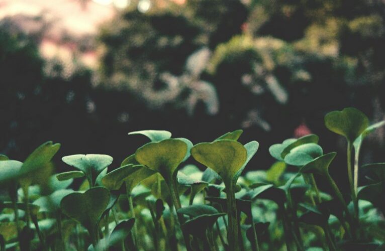 plant shallots late november