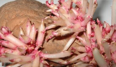 potato sprout homemade plant elixir