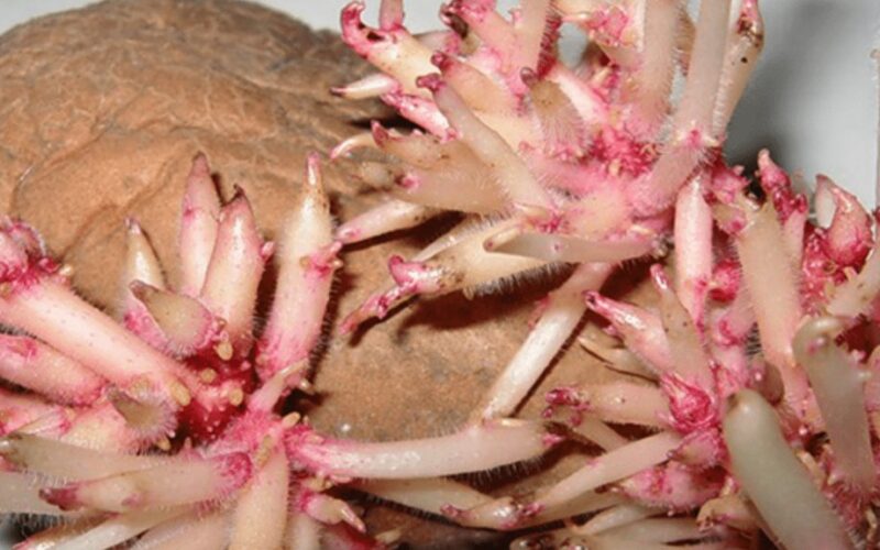 potato sprout homemade plant elixir