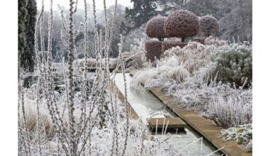 protect fruit trees with mulch