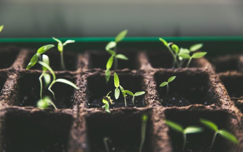 protect seedlings from early awakening