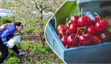 prune cherries prepare roots
