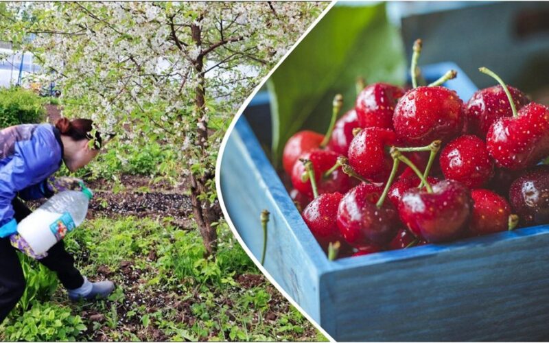 prune cherries prepare roots