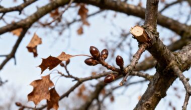 prune only when signaled