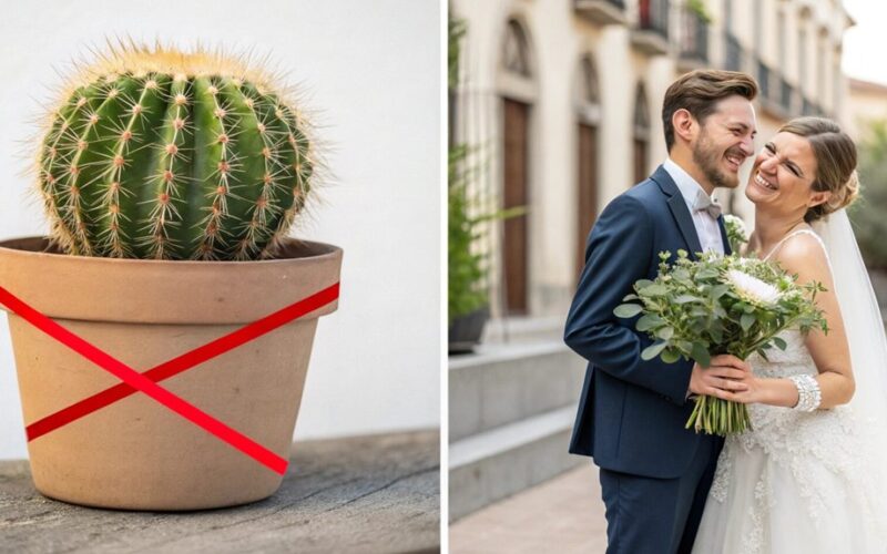 removing cacti sparked romance