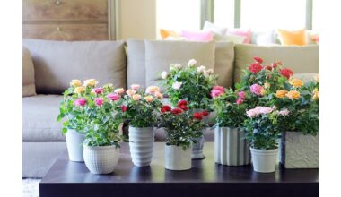 repotting houseplants proper steps