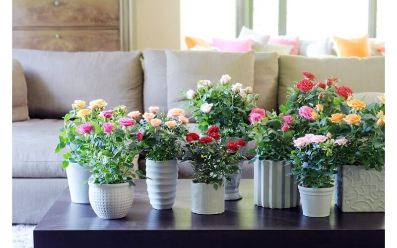 repotting houseplants proper steps