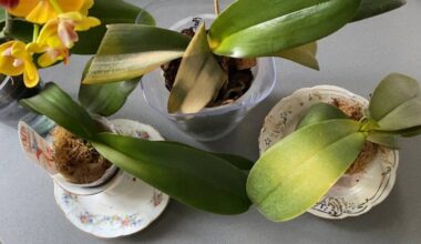 rescued orchid with aspirin