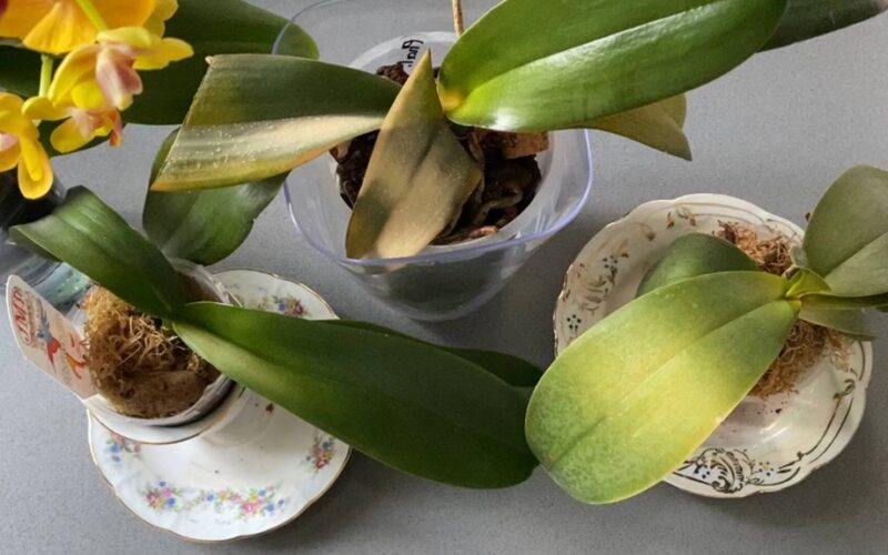 rescued orchid with aspirin