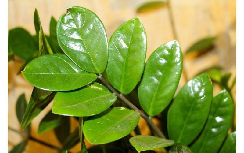 revived zamioculcas glossy leaves
