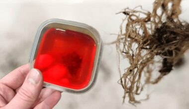 rose petal rooting tonic