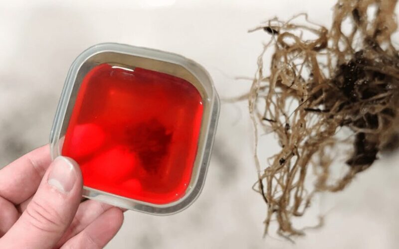 rose petal rooting tonic