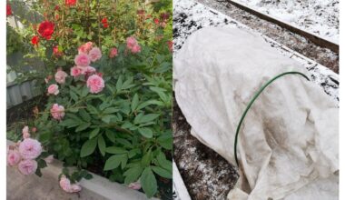 roses thriving under blanket