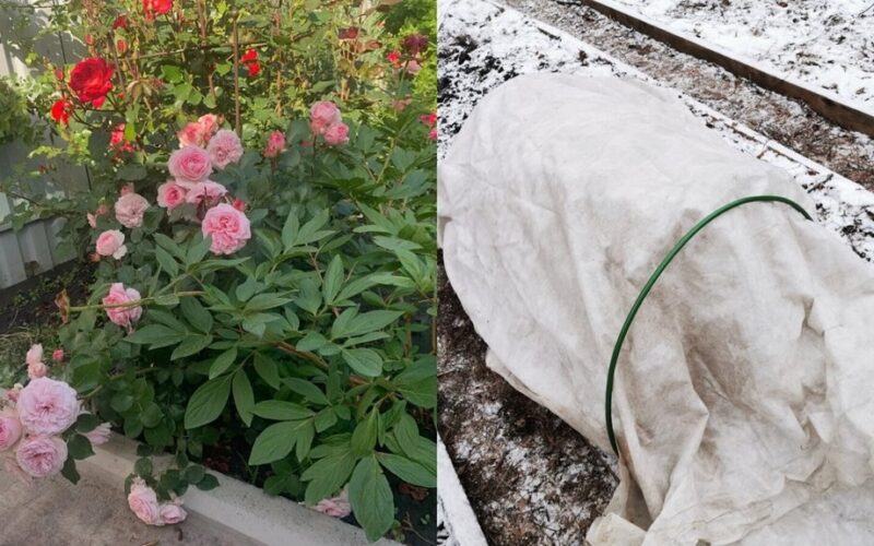 roses thriving under blanket