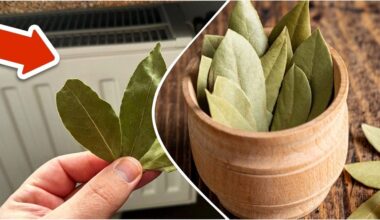 scented radiator insect repellent