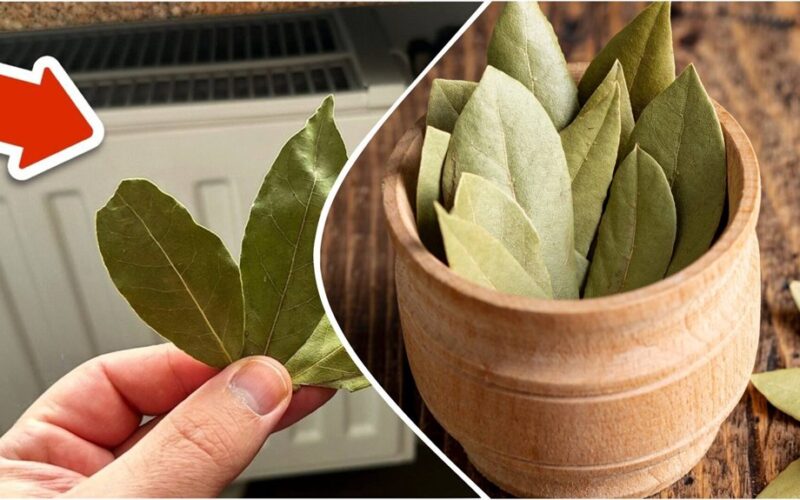 scented radiator insect repellent