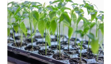 seedling seller failed propagation