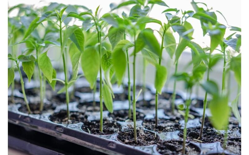 seedling seller failed propagation