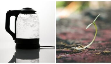 seeds germinate faster with heat