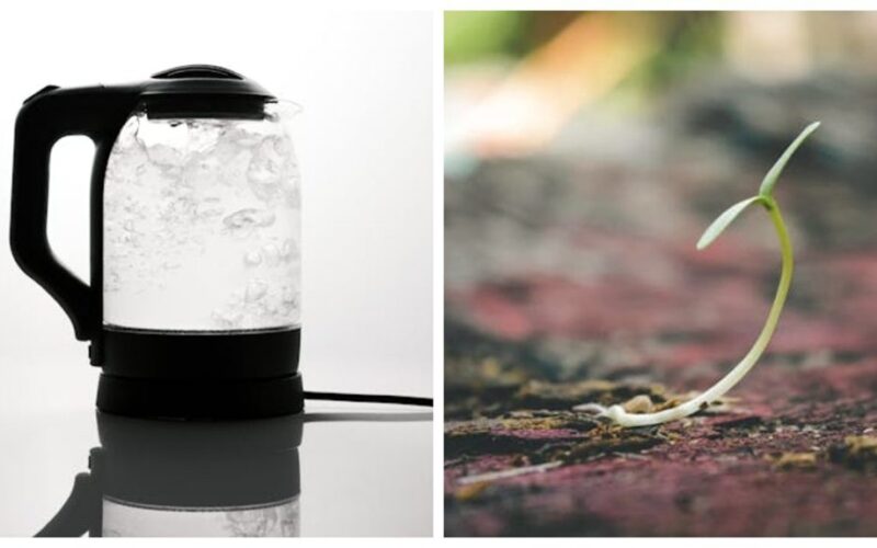 seeds germinate faster with heat