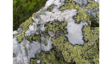 slow tree growth high moisture