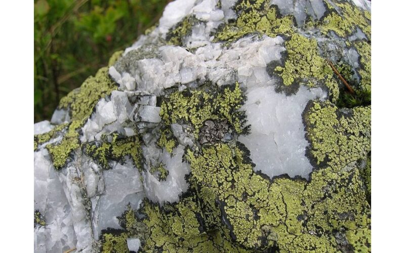 slow tree growth high moisture