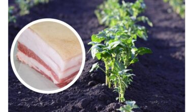 smothered lard attracted hares