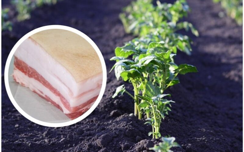 smothered lard attracted hares