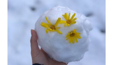 snow germinated seedling hack