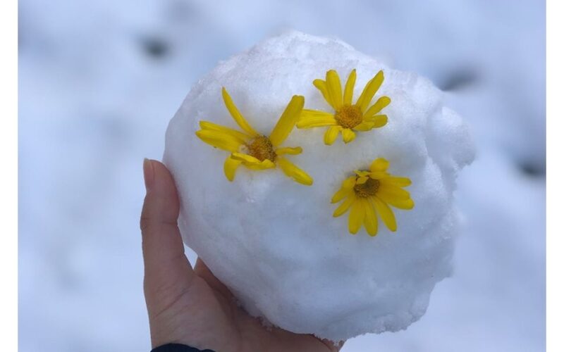 snow germinated seedling hack