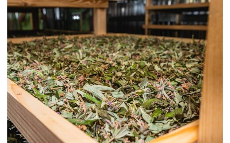 sowing herbs improved my wellbeing