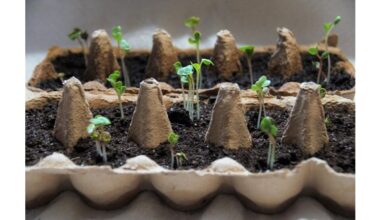 start strong nutrients for roots