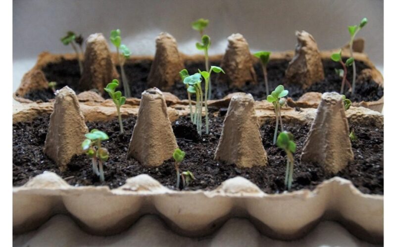 start strong nutrients for roots