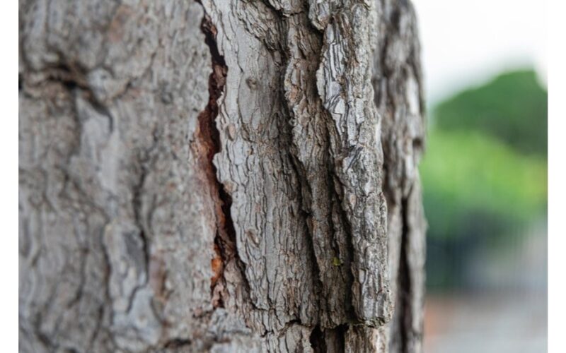 syringe fumigation for bark pests